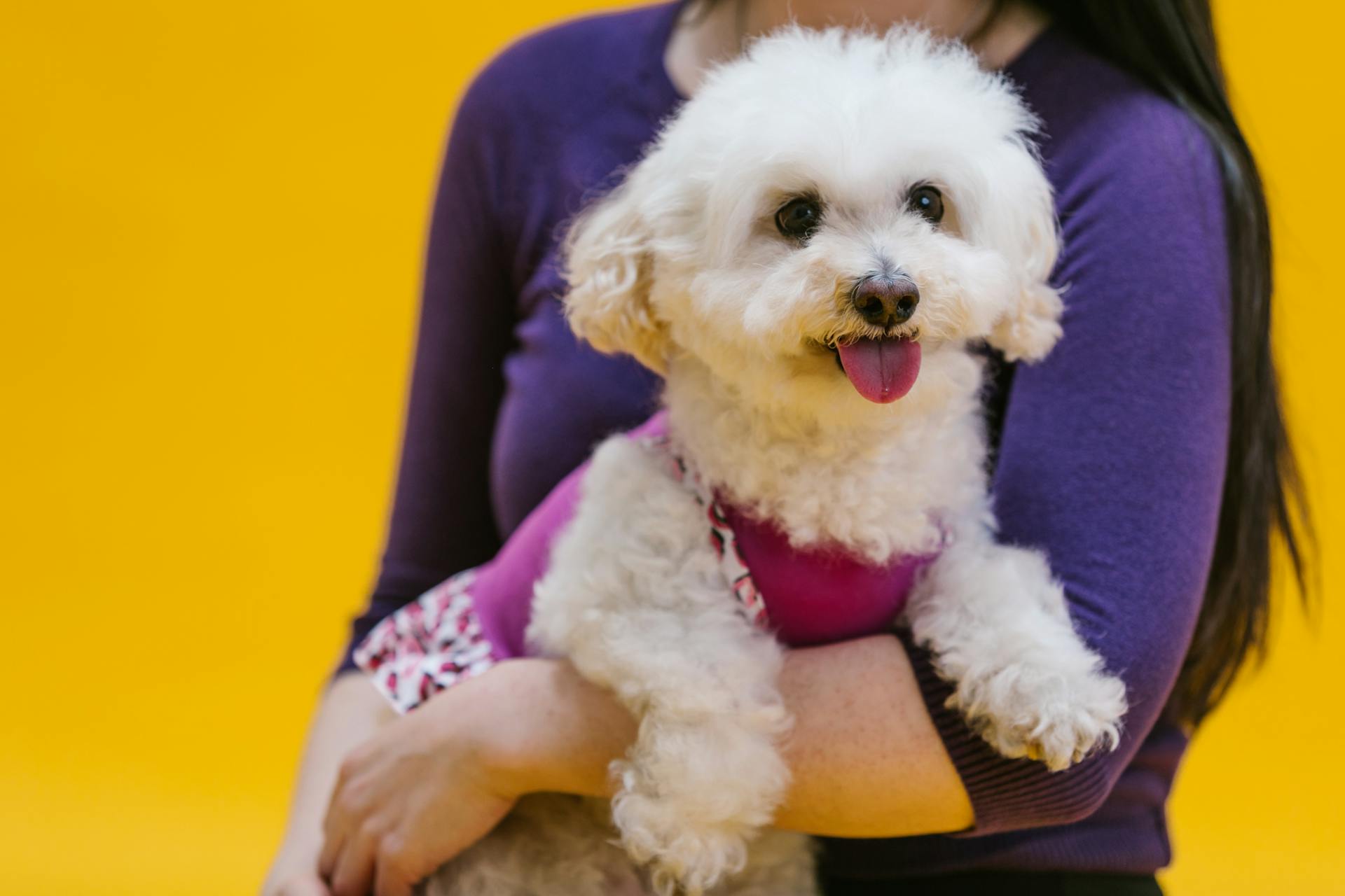 Close Up Shot of a Dog