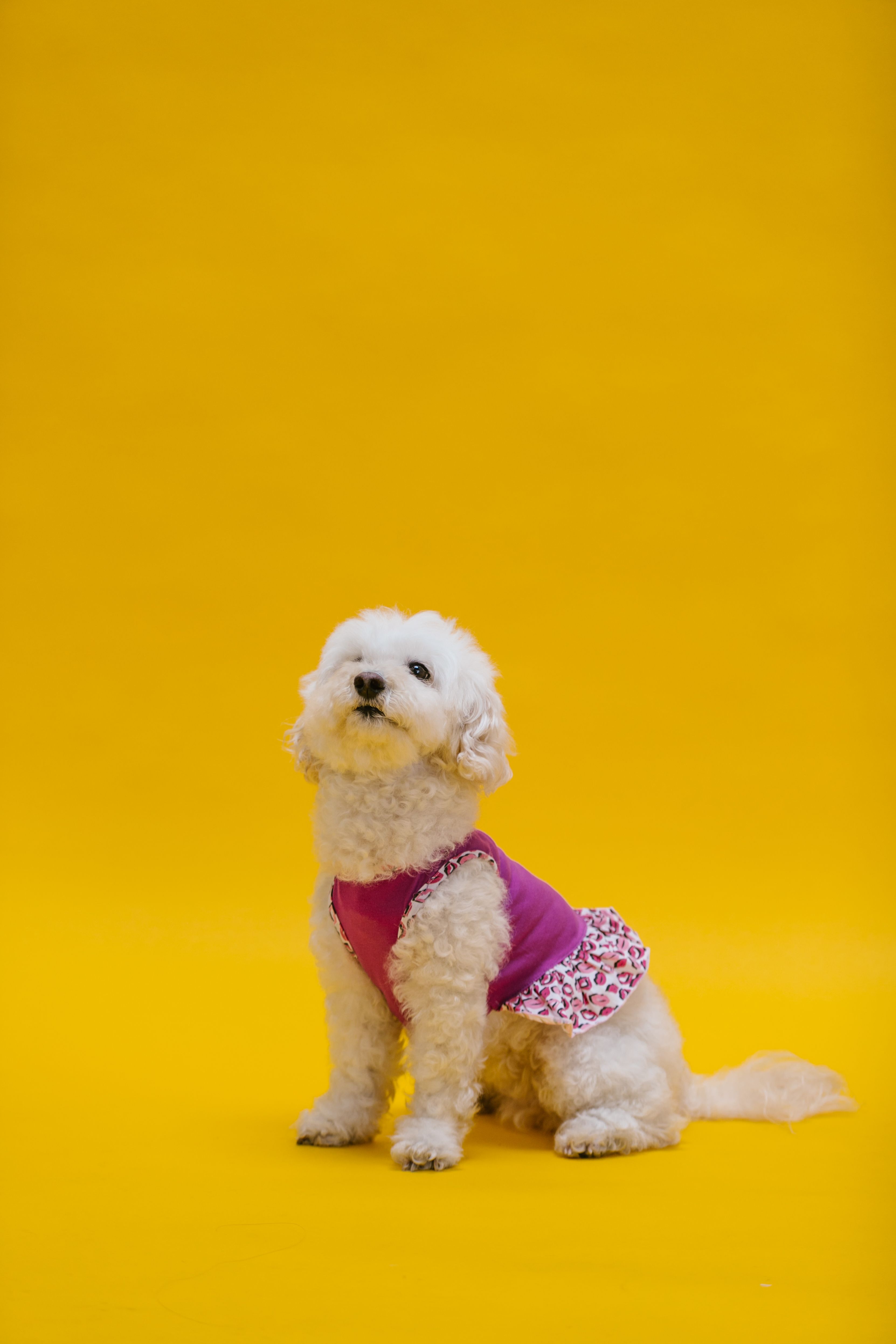 Adorable poodle wearing a pink dress poses in a vibrant yellow studio setting.