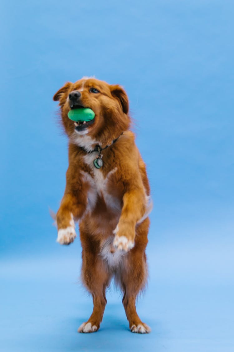 Brown Dog Biting A Toy