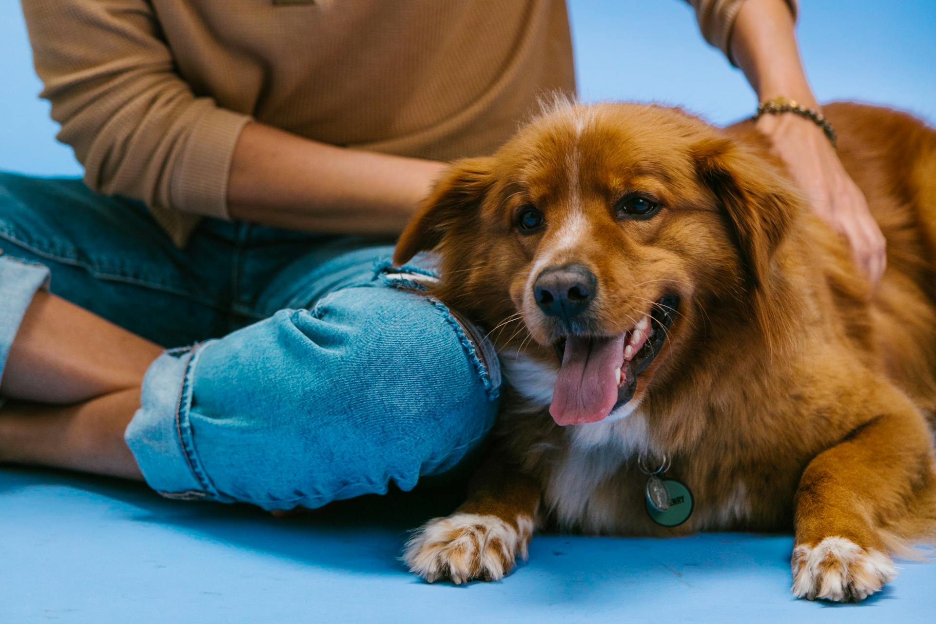 Brown and White Short Coated Dog Lying beside the Person's Lap