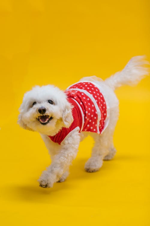 Small Dog Wearing Red Clothing