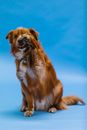 Brown Dog in Close Up Photography