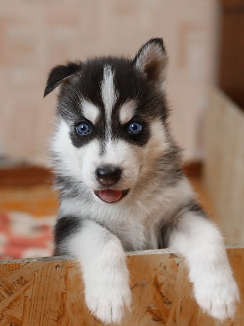 Free Fotos de stock gratuitas de adorable, animal, canino Stock Photo