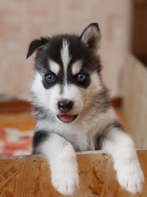 Free Charming Siberian Husky puppy with striking blue eyes indoors, expressing playfulness. Stock Photo