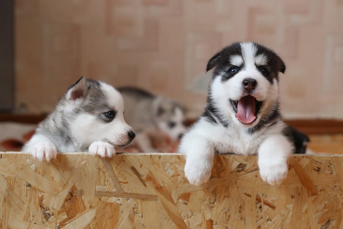 Free Puppies in a Crate Stock Photo