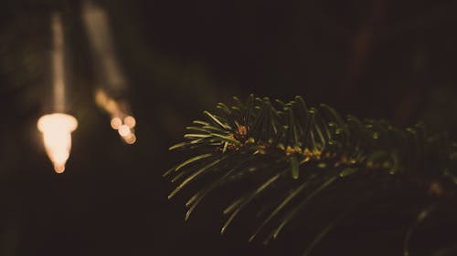 Closeup Photography of Green Leaf Tree