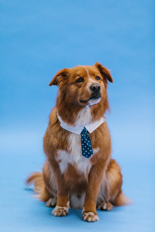 Free Brown and White Short Coated Dog Wearing a Necktie Stock Photo