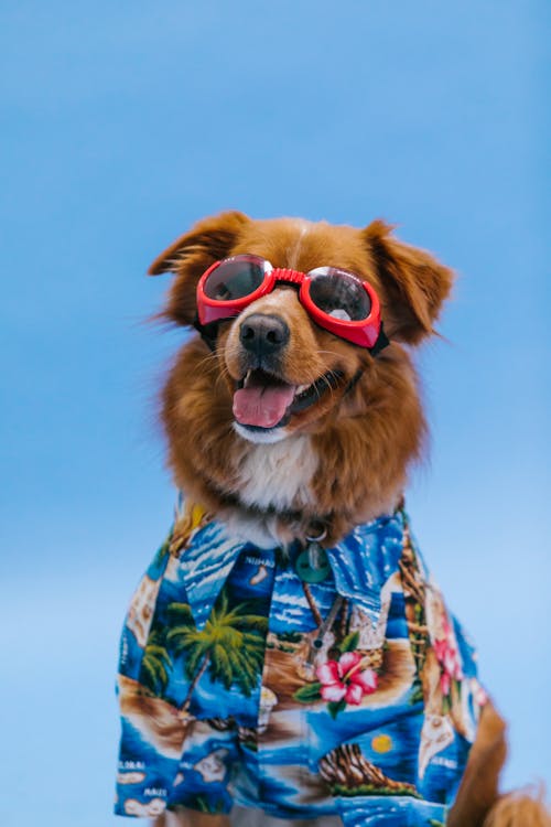 Free Dog Wearing Sunglasses Stock Photo