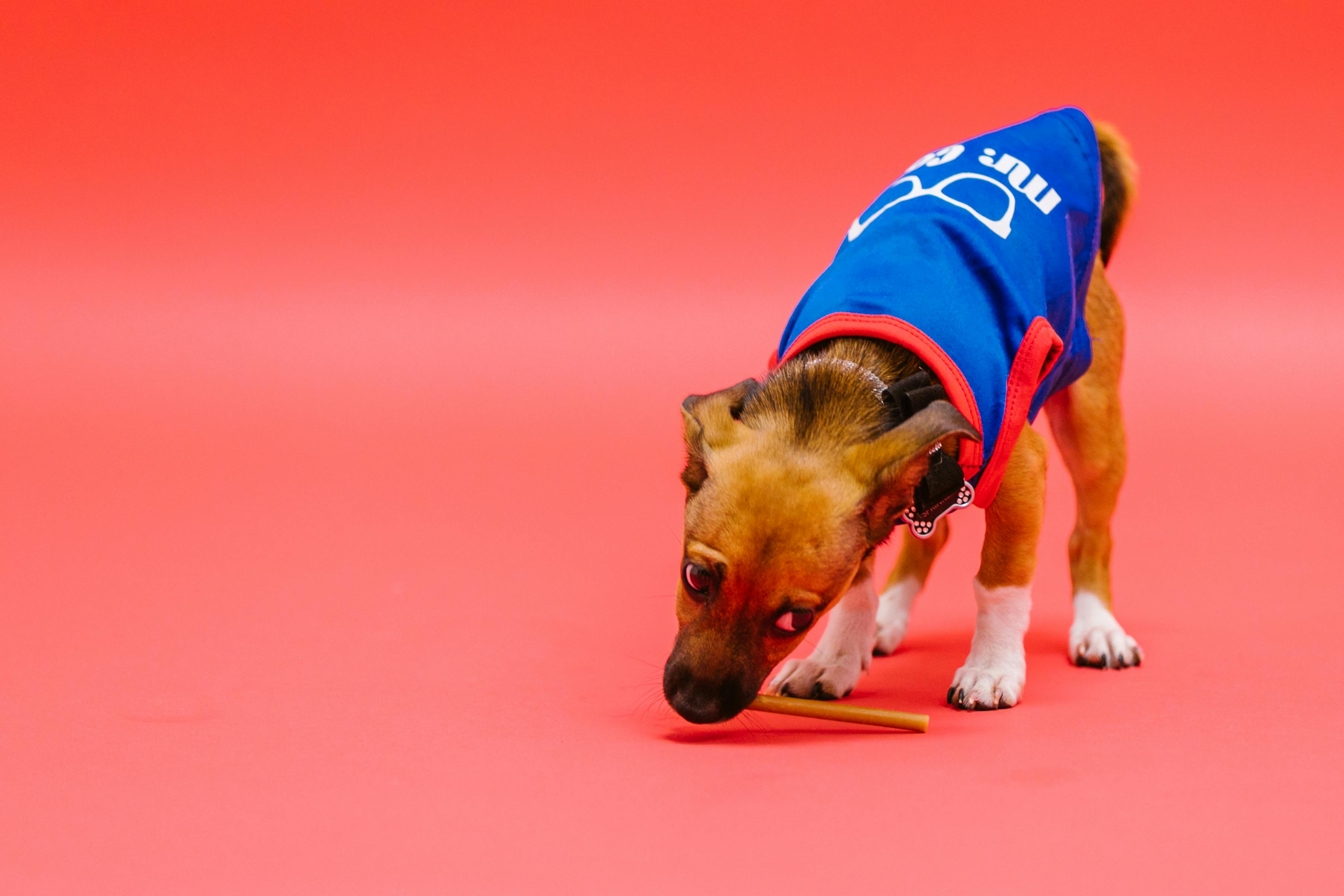 Cute dog in a vibrant blue T-shirt explores a bright, pink backdrop, exuding charm.