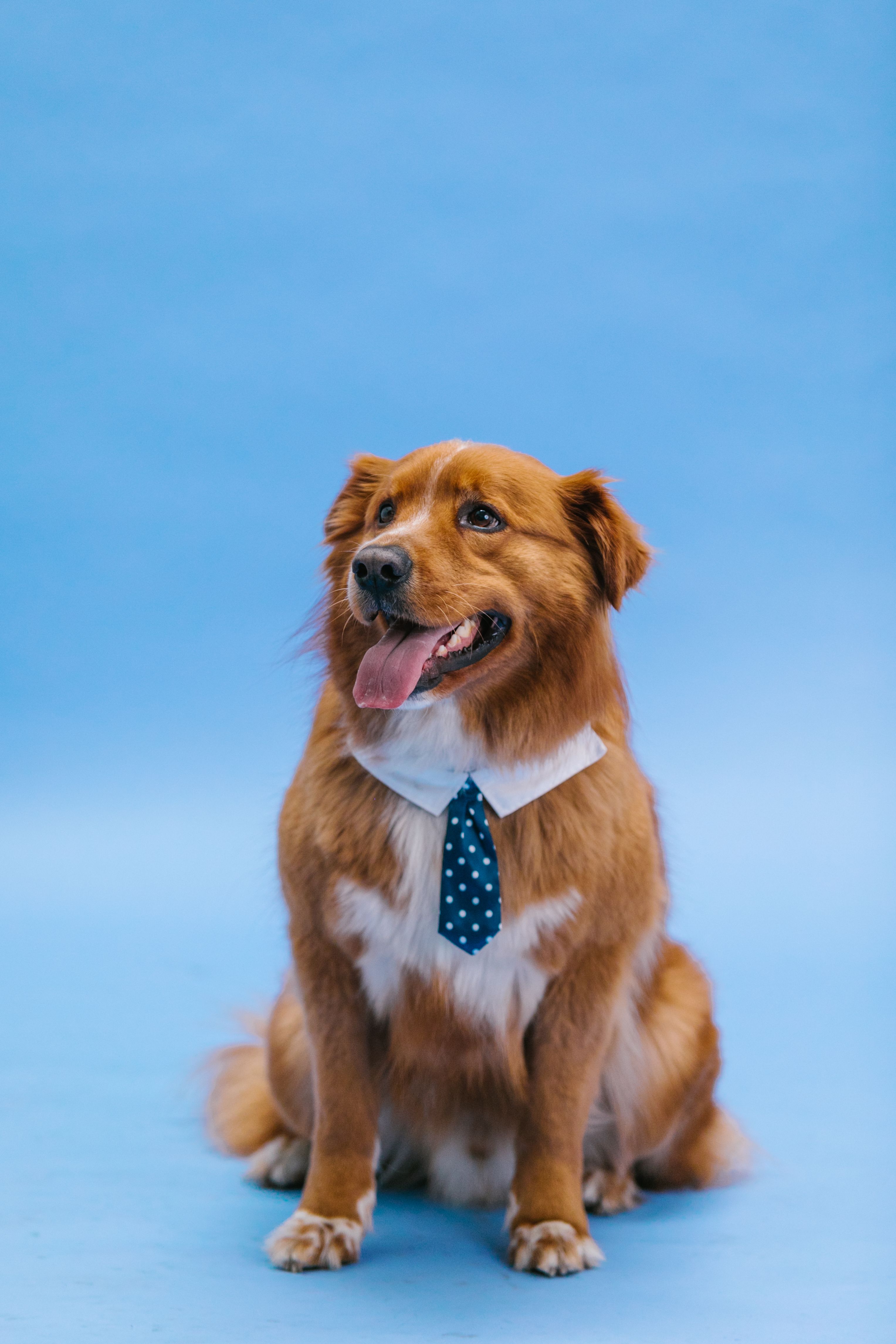 Dog Wearing a Necktie · Free Stock Photo