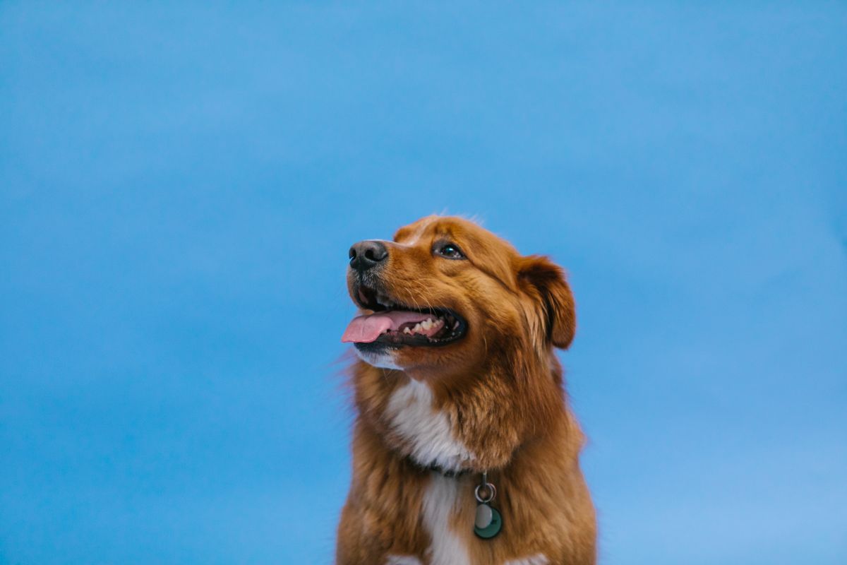 Tollare (nova scotia duck tolling retriever) – hundras