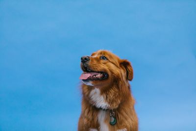 Tollare (nova scotia duck tolling retriever) – hundras