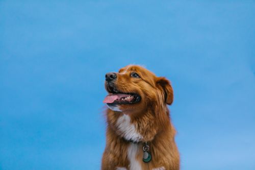 Free Adorable Nova Scotia Duck Tolling Retriever against a blue backdrop, captured in a studio. Stock Photo