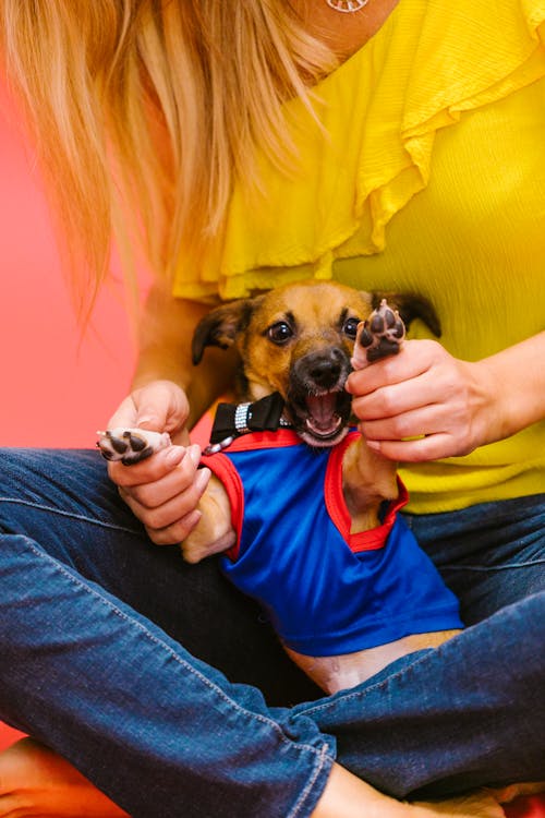 Free Woman in Yellow Top Holding a Dog Stock Photo
