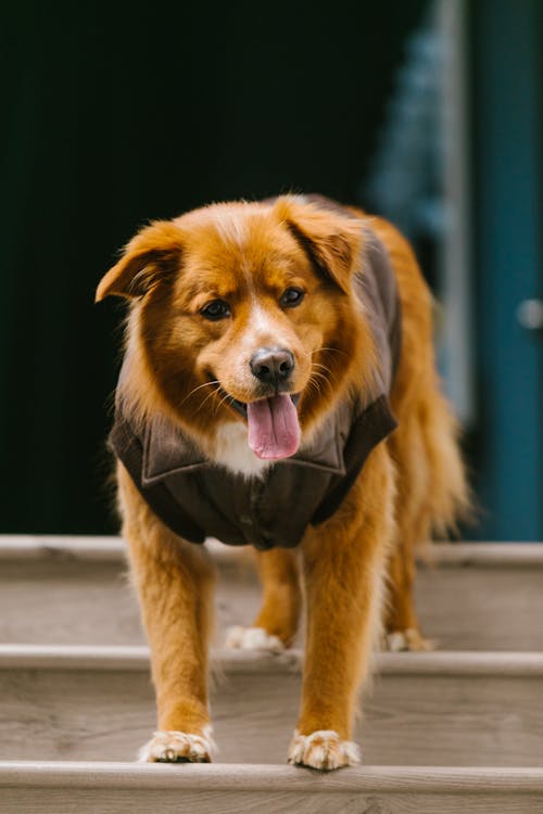 Ingyenes stockfotó barna kutya, dog-fotózás, emlős témában Stockfotó