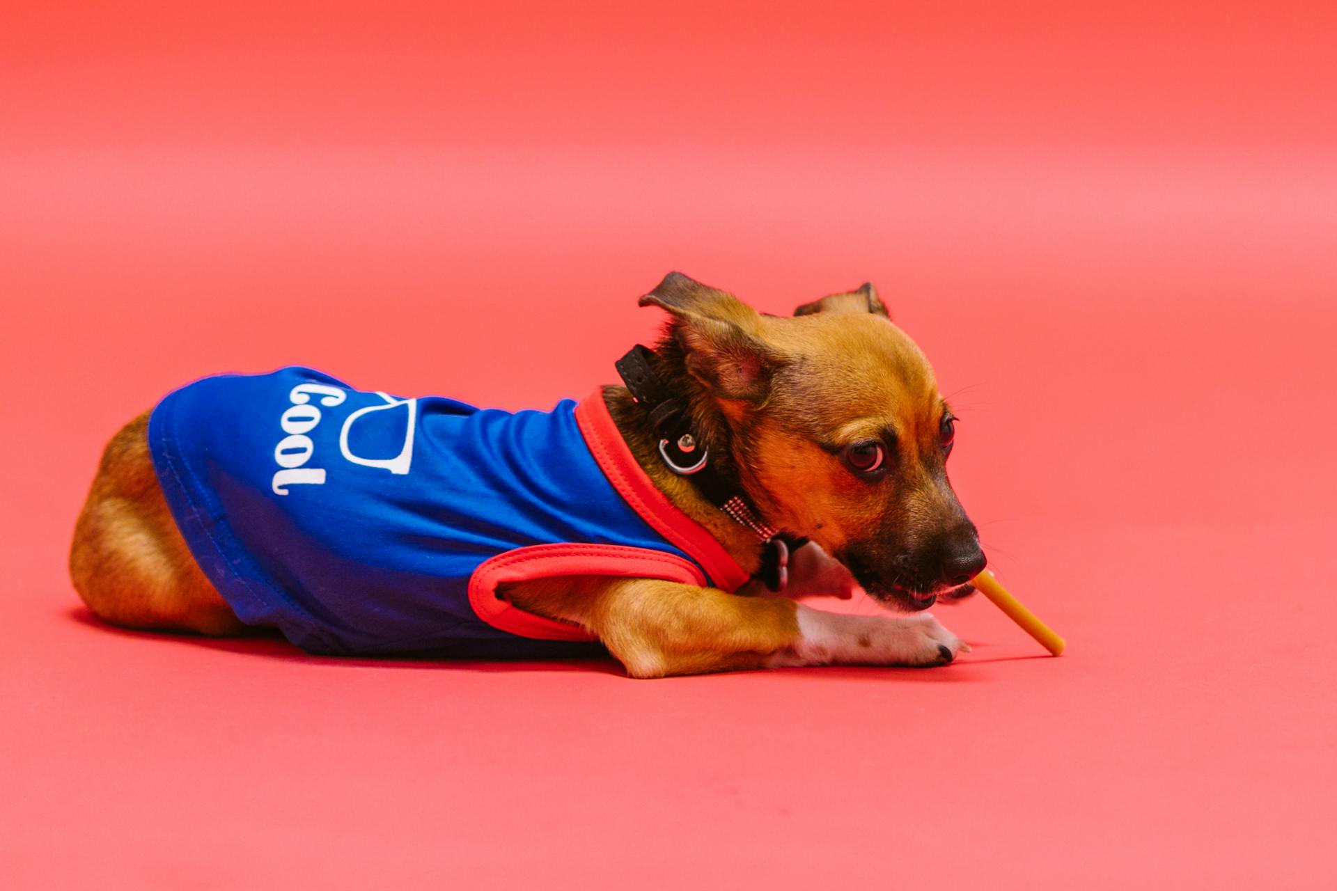 Brown Chihuahua Lying on a Red Surface Biting a Stick