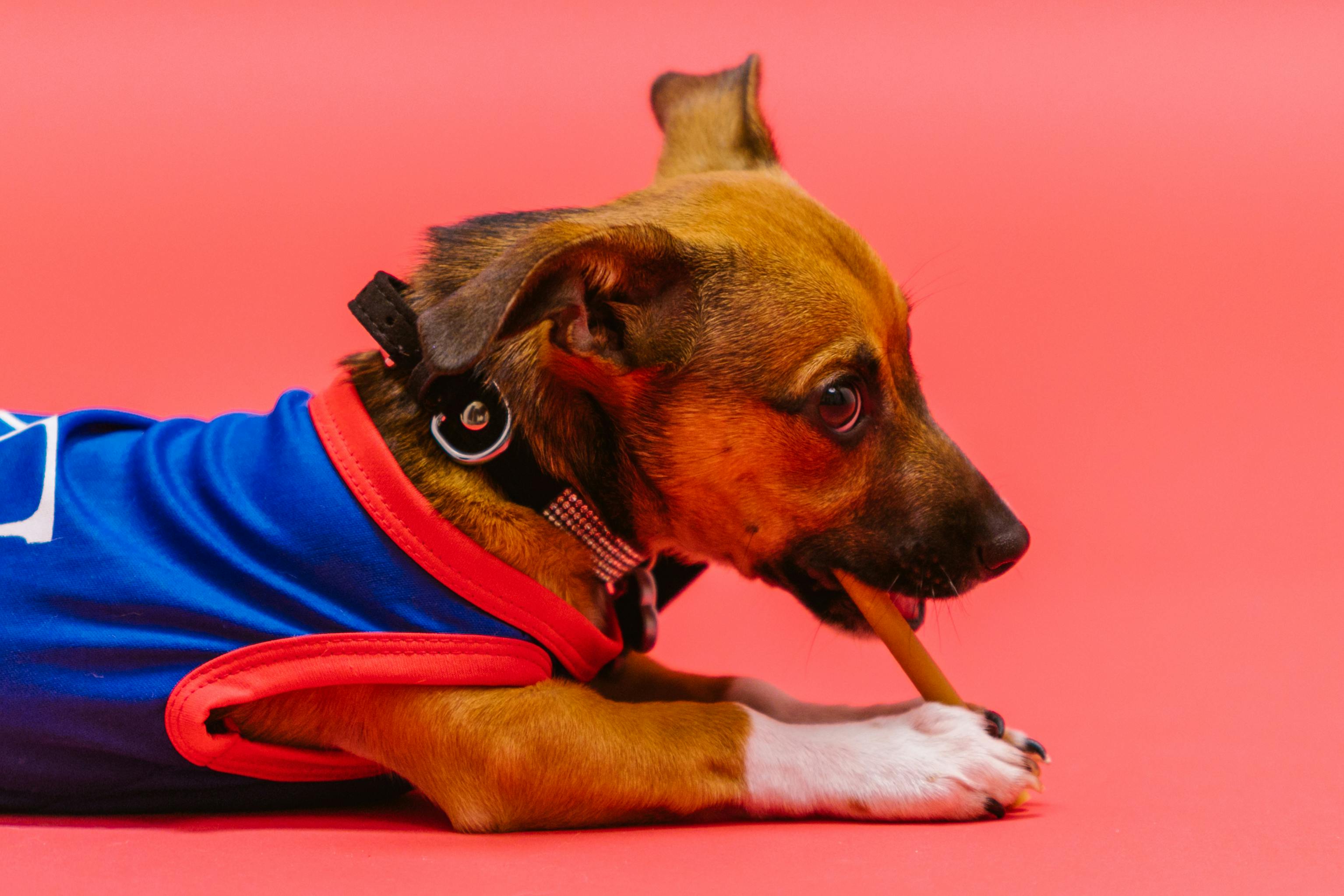 A cute Chihuahua in a blue outfit chewing a treat on a bright red surface.