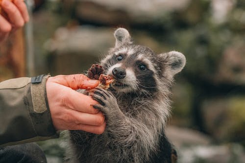 Unrecognizable hiker giving piece of treat to cute furry raccoon during trip in countryside