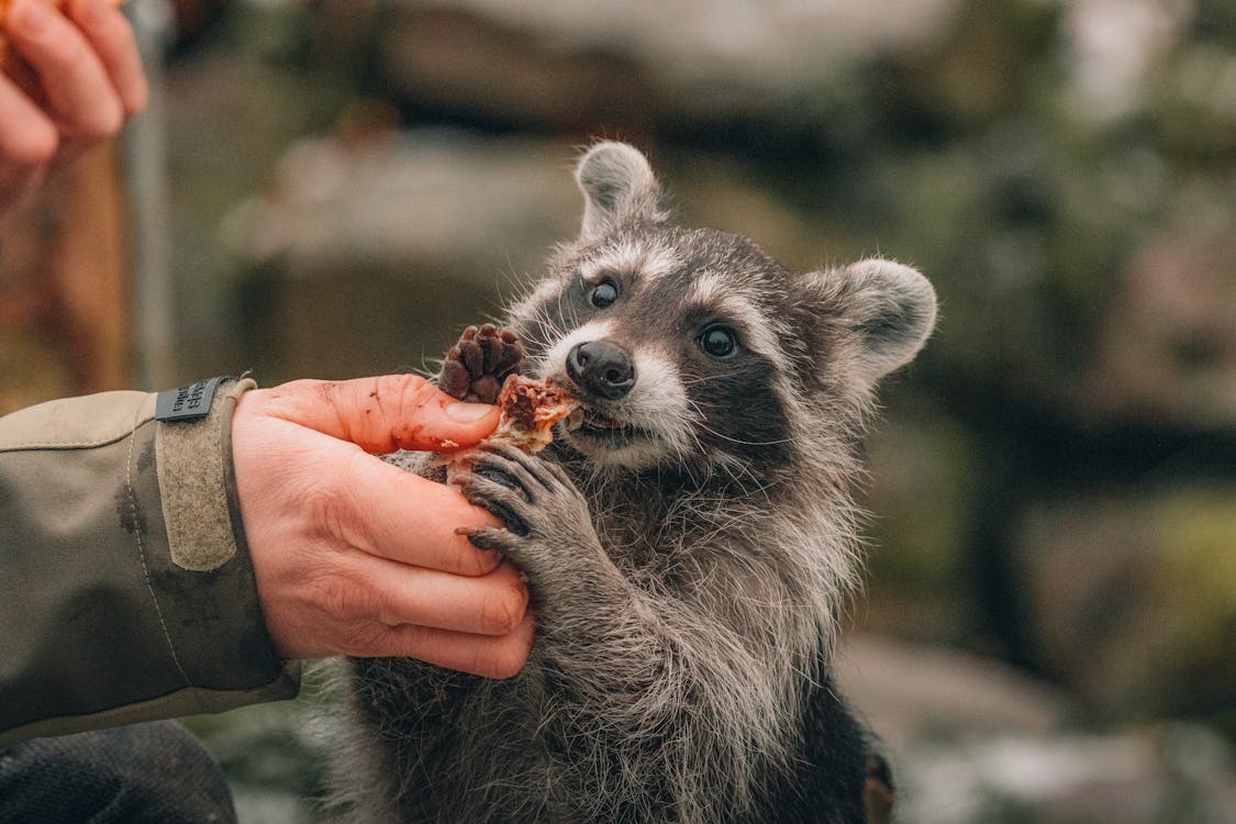 Crop traveler feeding wild raccoon ยท Free Stock Photo Biology Diagrams