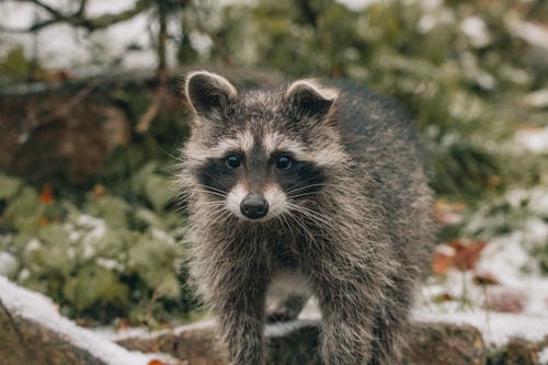 Foto profissional grátis de adorável, animais selvagens, animal