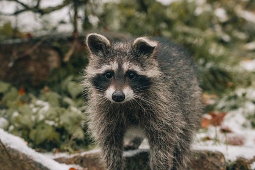 Adorable fluffy raccoon standing on grassy ground covered with snow while exploring nature