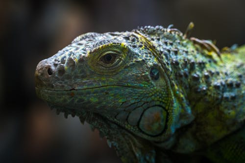Free Shallow Focus Photo of Teal, Yellow, and Gray Bearded Dragon Stock Photo