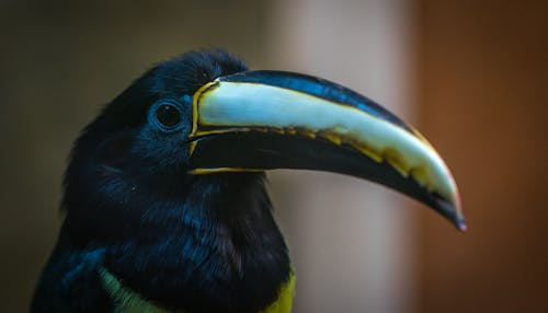 Free Black and Grey Toucan Stock Photo