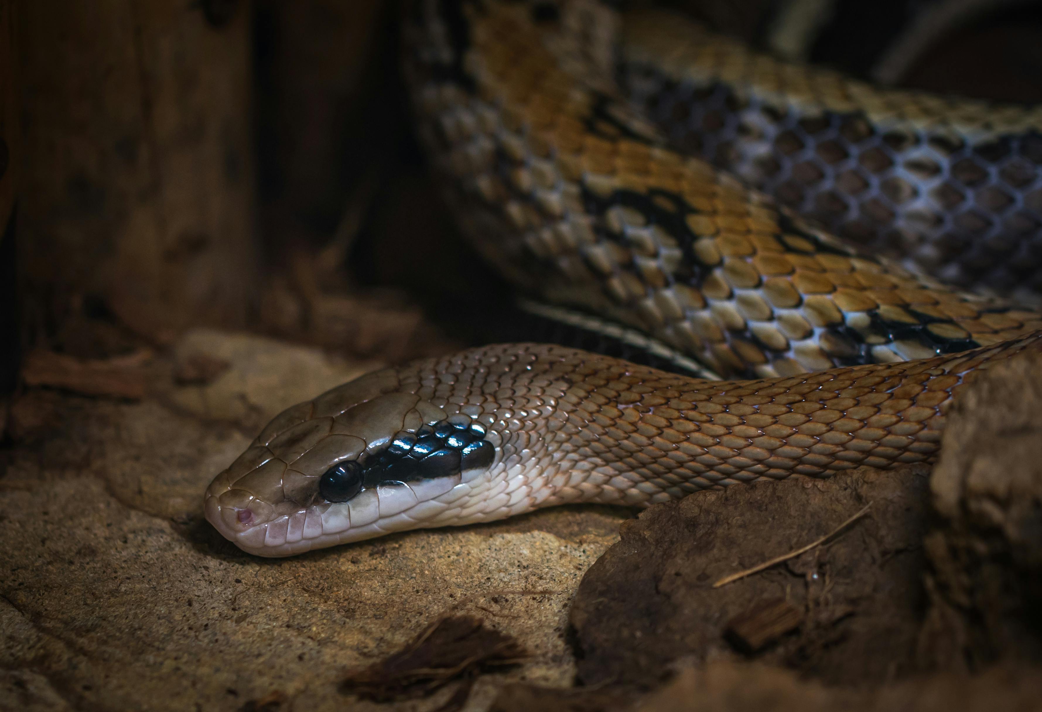 Free stock photo of animals, snakes