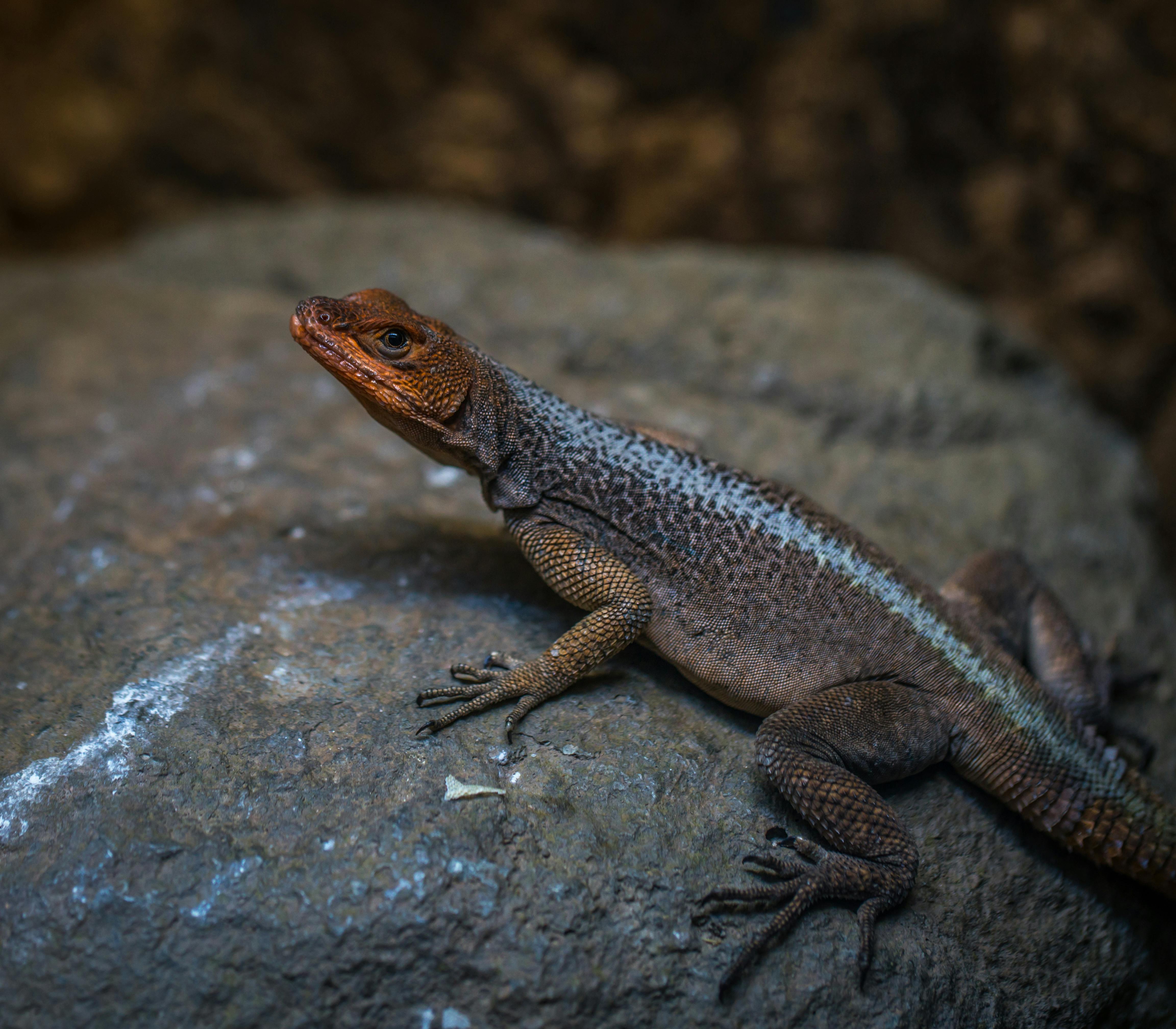 Reptile on Rock · Free Stock Photo