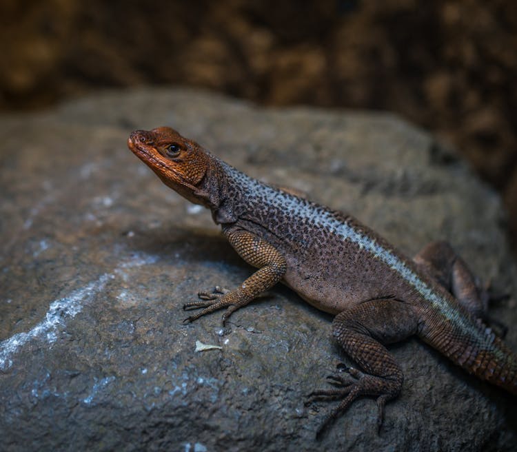 Reptile On Rock