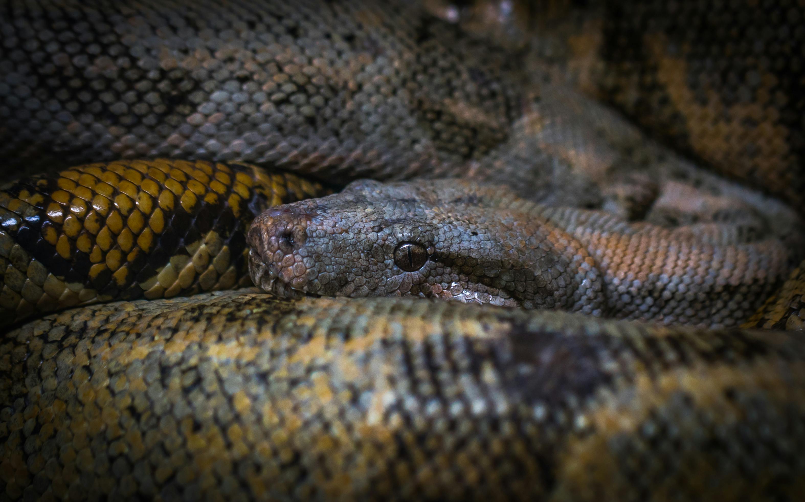 closeup-photo-of-anaconda-free-stock-photo