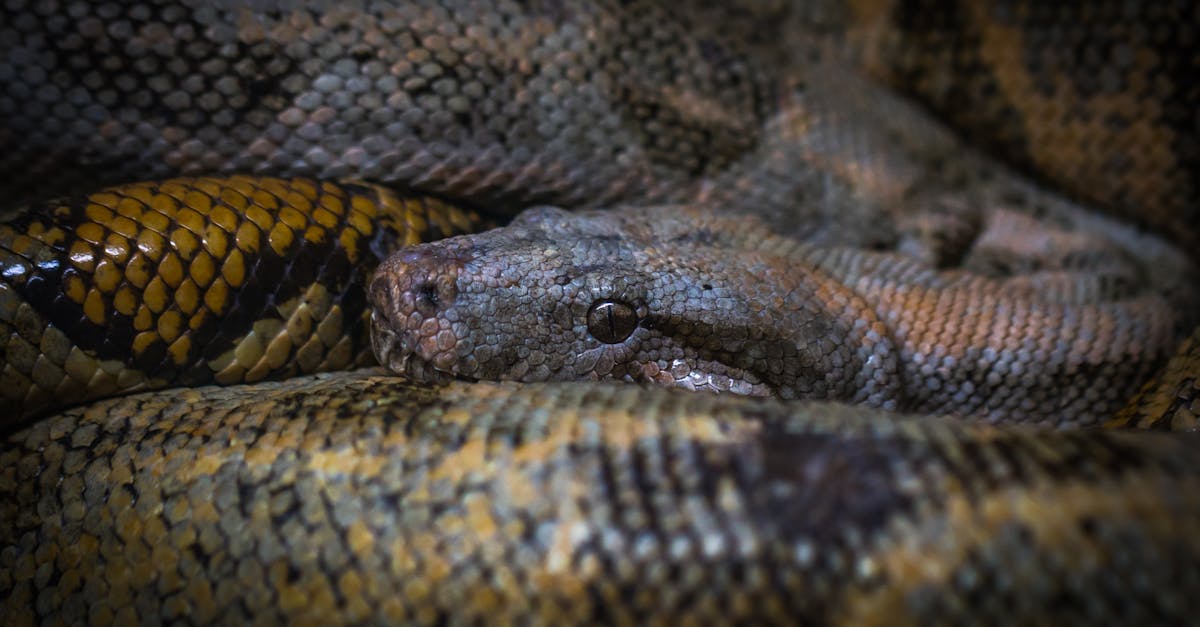 Closeup Photo of Anaconda