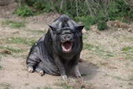 Fat pig resting on ground