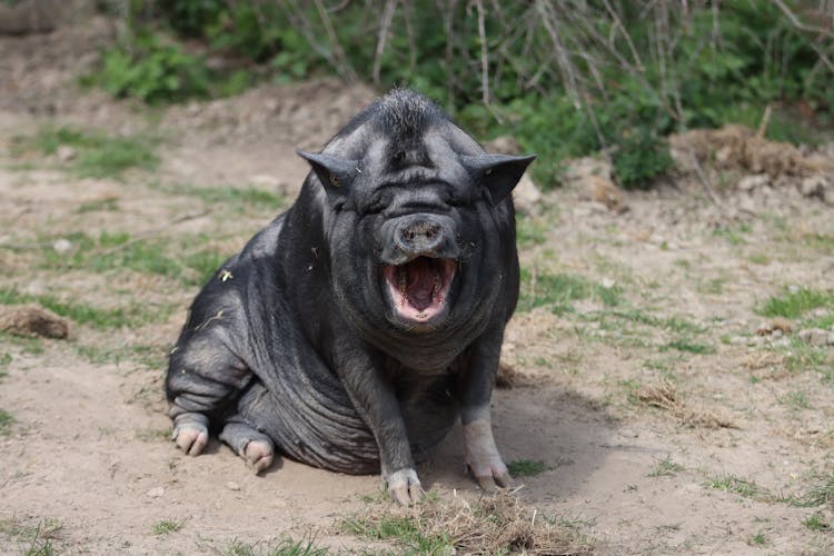 Fat Pig Resting On Ground