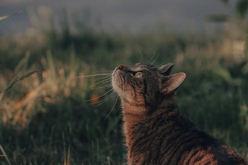 Free Domestic cat hunting in countryside Stock Photo