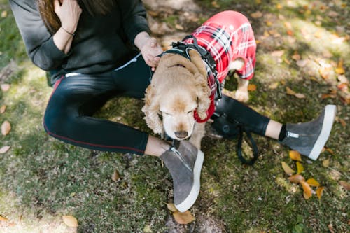 Free Person Sitting Beside a Dog Stock Photo