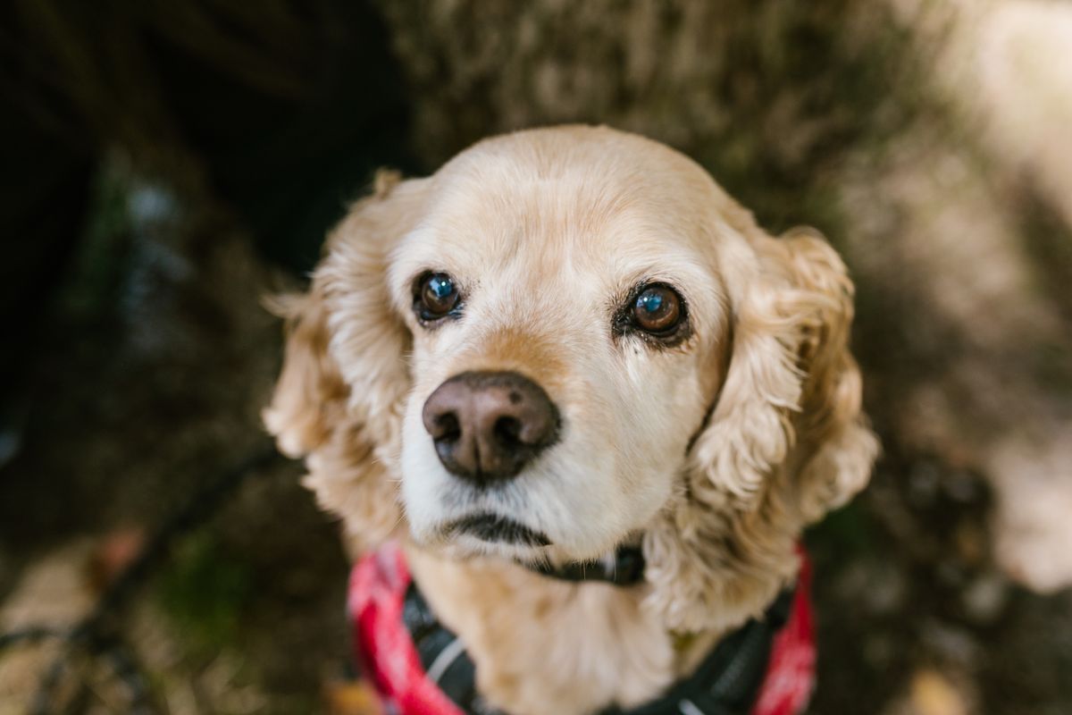 Amerikansk cocker spaniel – hundras