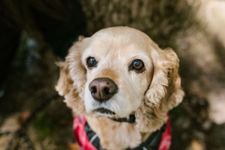 A Brown Cocker Spaniel