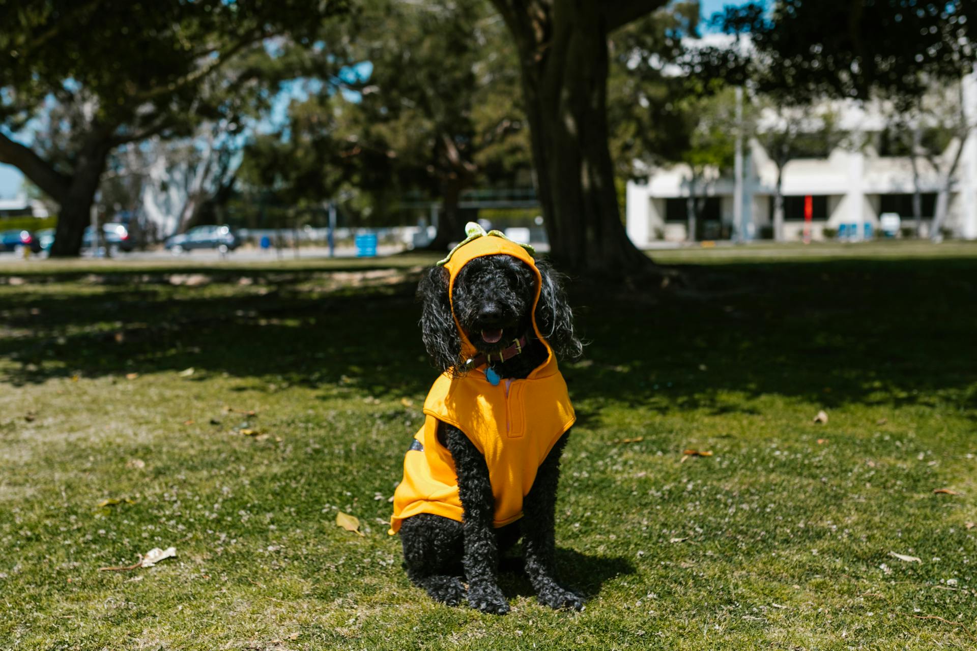 Black Dog in Yellow Costume Sitting on Grass