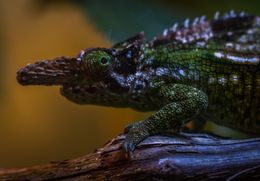 Reptiles