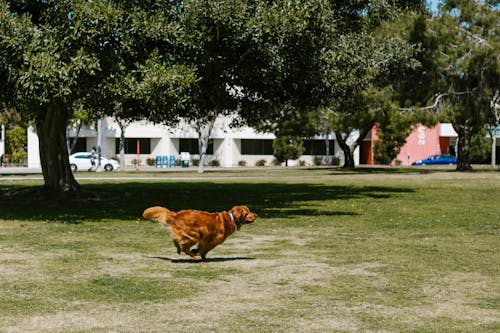 Photo of a Golden Retriever Playing at a Park