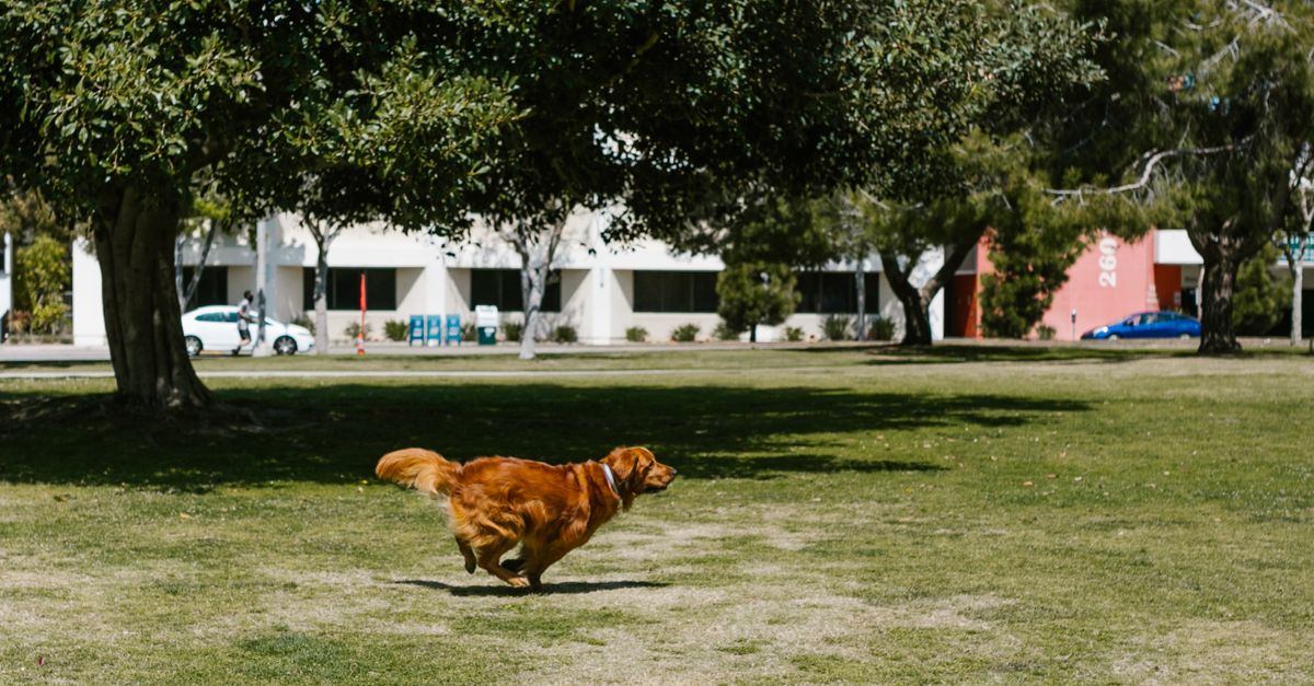 A golden retriever enthusiastically running across a green park on a sunny day.