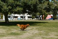 Brown Short Coated Dog on Green Grass Field