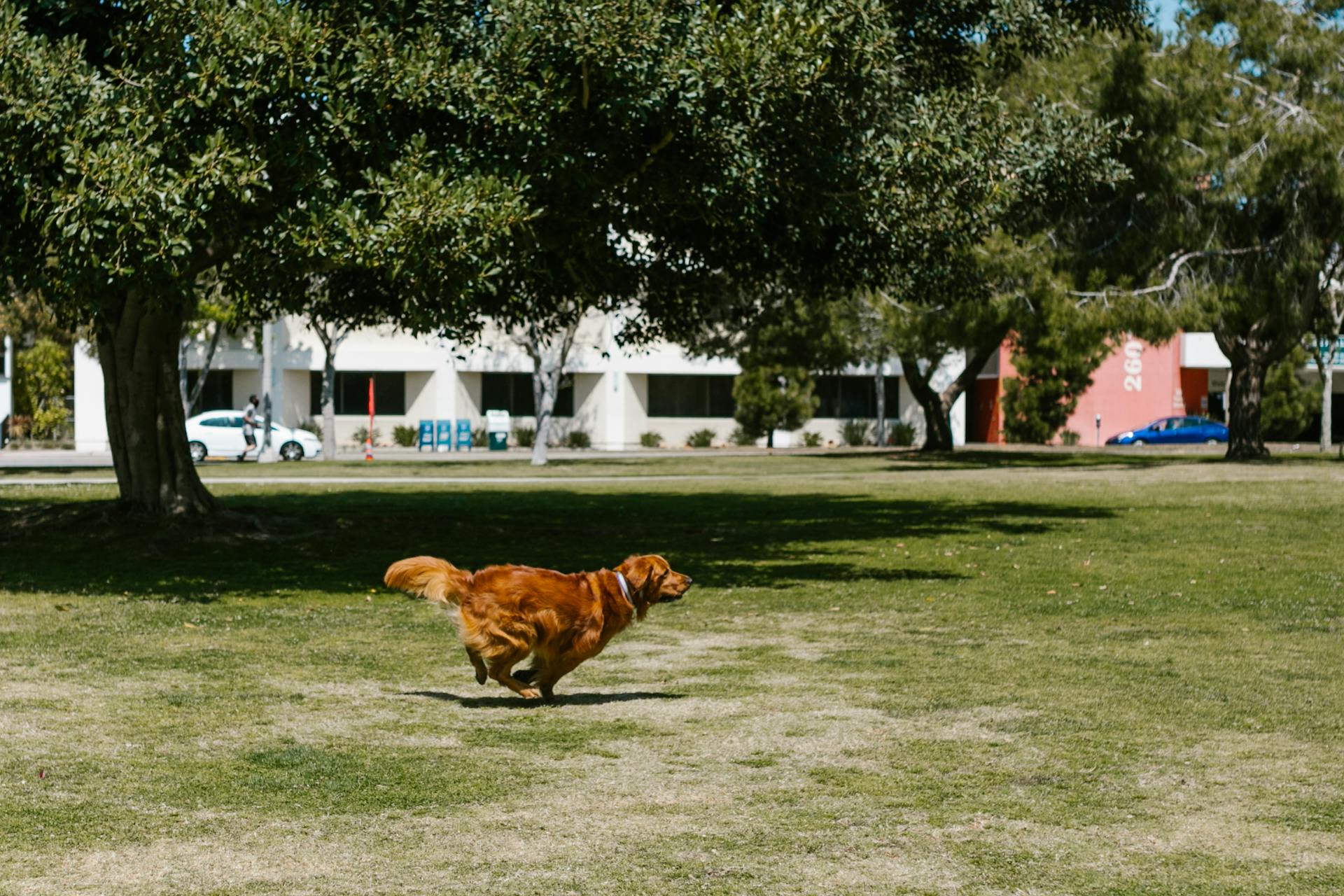 Bilder på en golden retriever som leker i en park