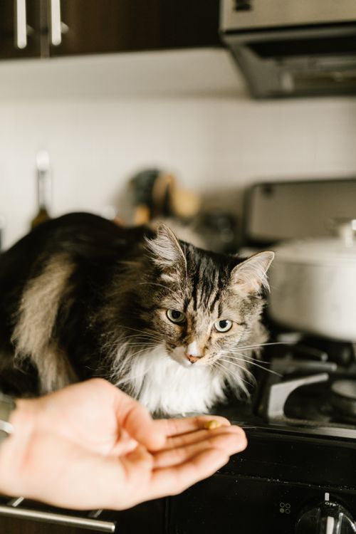 Free A Maine Coon cat being fed by hand in a cozy kitchen setting. Stock Photo