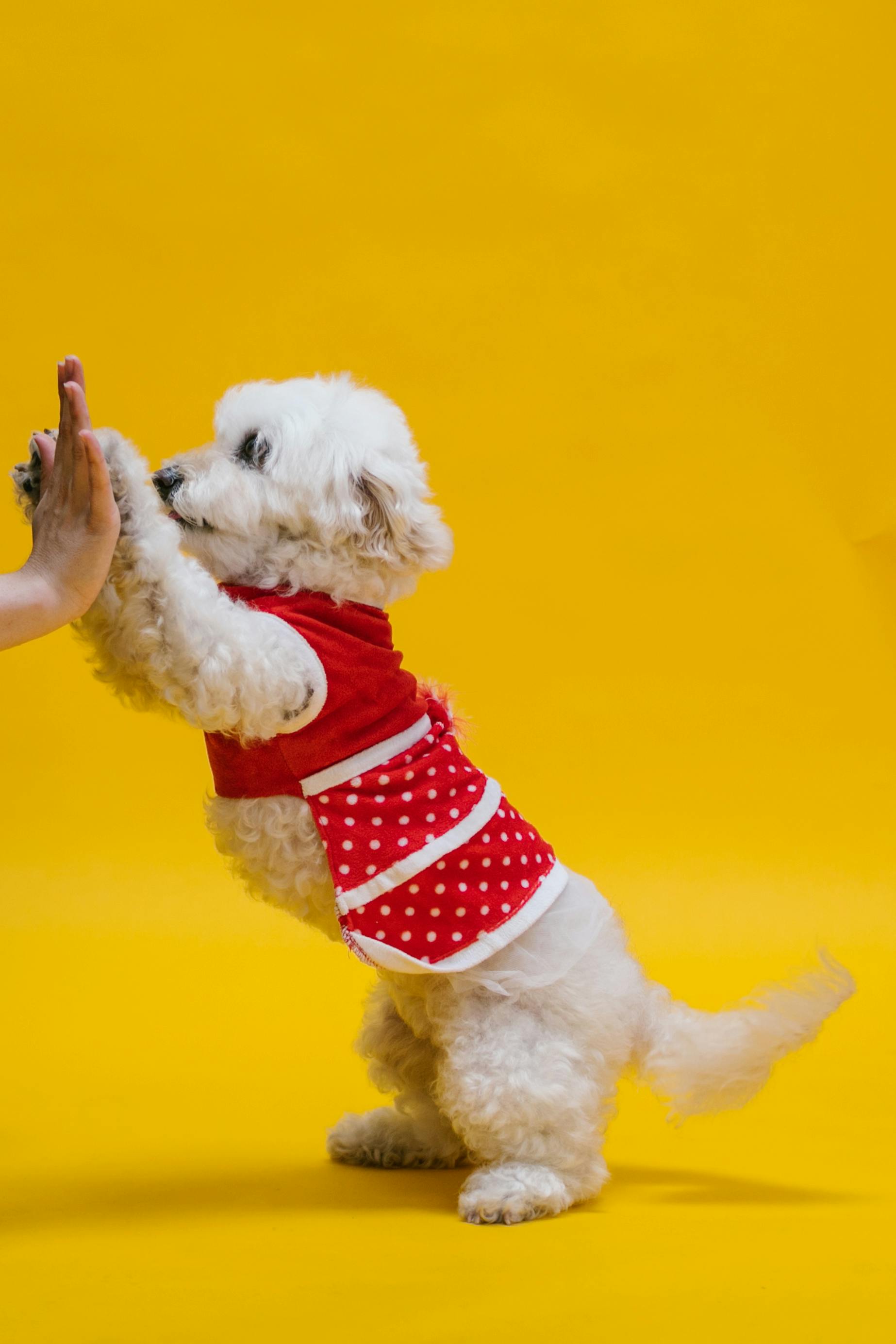 photo of a white poodle dog on a yellow surface