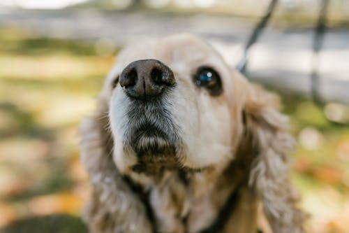 Close-Up Photograph of a Dog's Nose