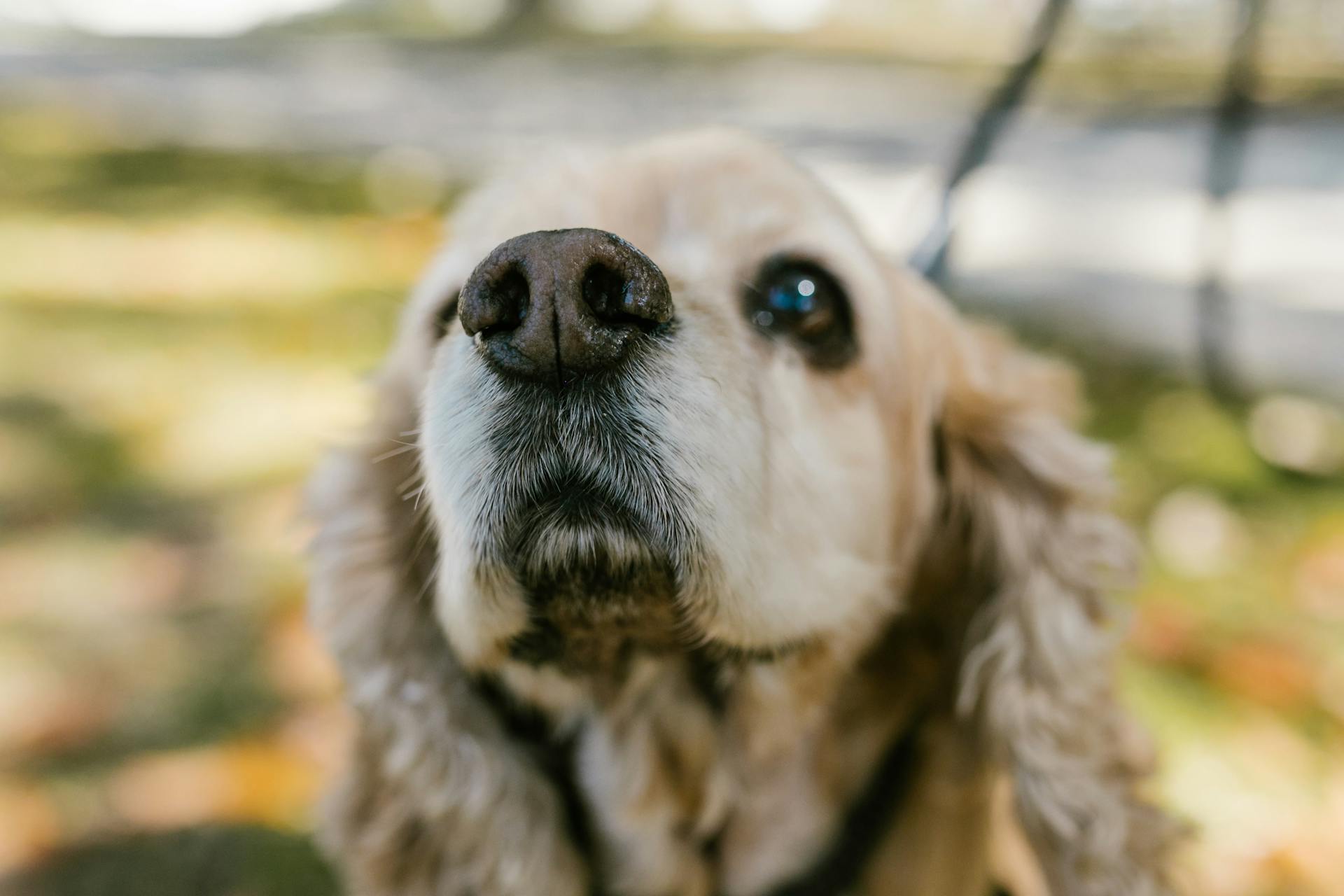 Close-Up Photograph of a Dog's Nose