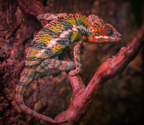 bezplatná Základová fotografie zdarma na téma barvy, chameleon, detail Základová fotografie