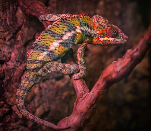 Free A vibrant chameleon blends into a tree branch, showcasing its colorful scales outdoors. Stock Photo